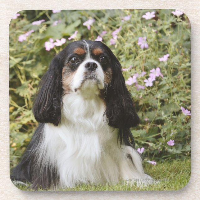 Tricolour Cavalier King Charles Spaniel on grass Beverage Coaster (Front)