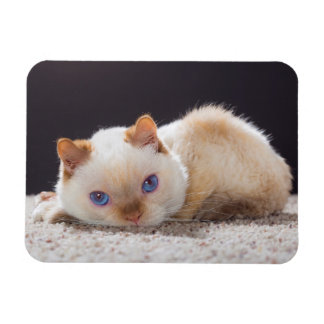 Trident the Cat Magnet