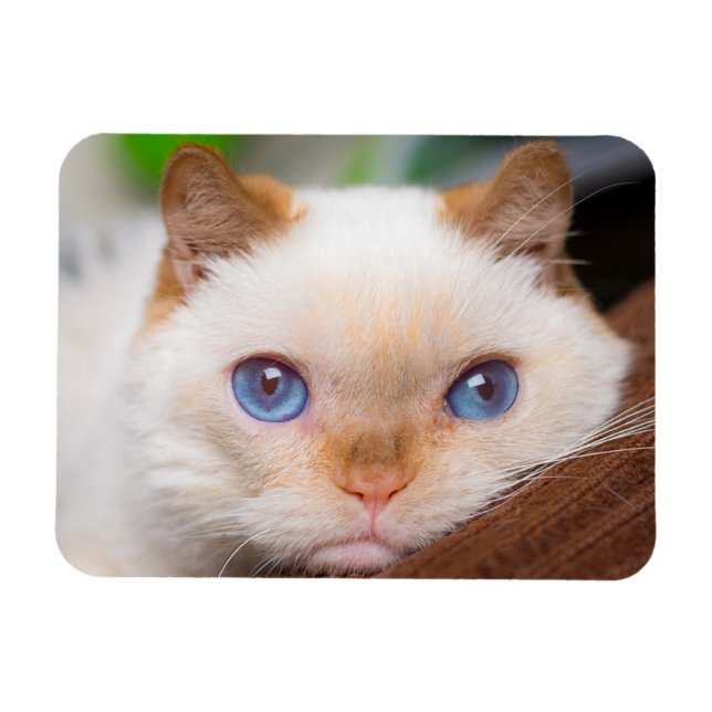 Trident the Cat Magnet 04 (Horizontal)