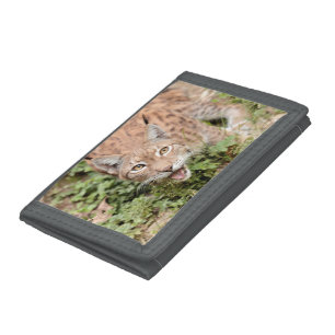 Trifold Wallet Photo lynx cat , animals.