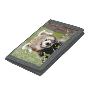 Trifold Wallet Photo red panda , animals.