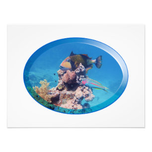 Triggerfish at coral reef - Photographic Design Photo Print