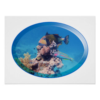 Triggerfish at coral reef - Photographic Design |  Poster