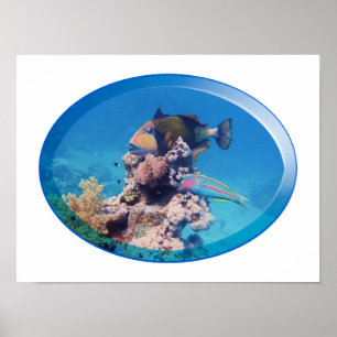 Triggerfish at coral reef - Photographic Design Poster