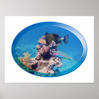 Triggerfish at coral reef - Photographic Design |  Poster