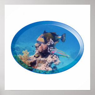 Triggerfish at coral reef - Photographic Design Poster