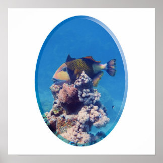 Triggerfish on Coral Top - Photographic Design |  Poster