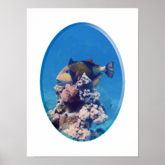 Triggerfish on Coral Top - Photographic Design |  Poster