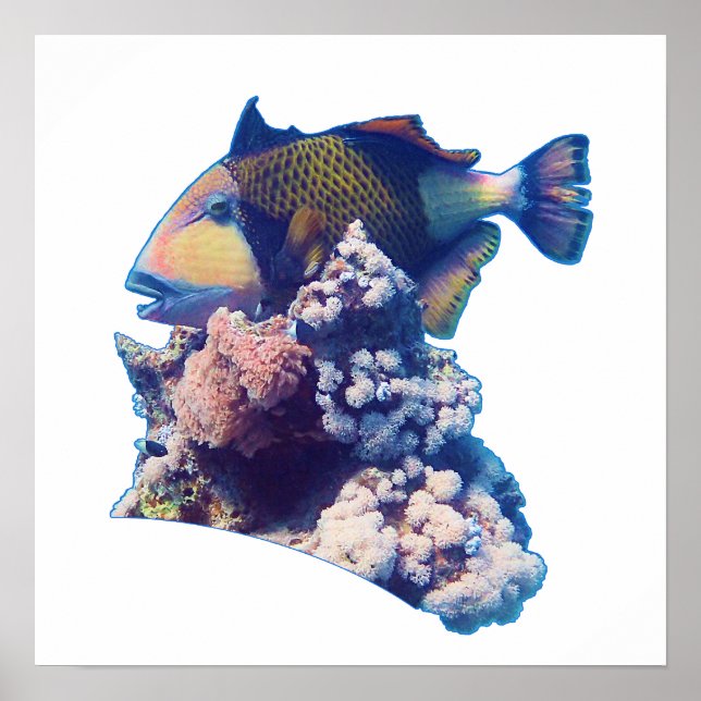 Triggerfish - Organic Crop View at Coral Reef |  Poster (Front)