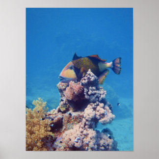 Triggerfish - Picturesque on Top of Coral Block |  Poster