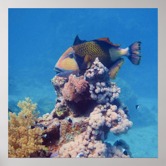 Triggerfish - Picturesque on Top of Coral Block |  Poster