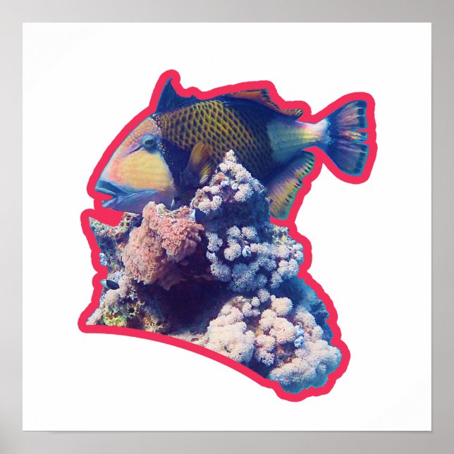 Triggerfish | Red-Bordered Organic Crop View |  Poster (Front)