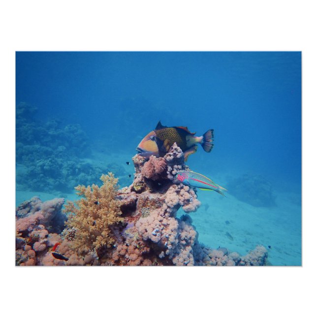 Triggerfish rests on a coral block at coral reef | poster (Front)