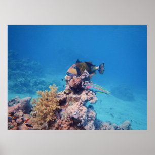 Triggerfish rests on a coral block at coral reef poster