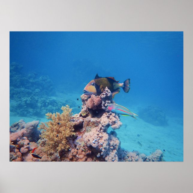 Triggerfish rests on a coral block at coral reef | poster (Front)