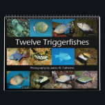 Triggerfishes Wall Calendar by J.W. Fatherree.<br><div class="desc">Calendar featuring a different kind of triggerfish each month. Photography by James W. Fatherree.</div>