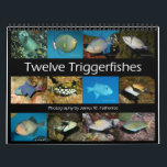 Triggerfishes Wall Calendar by J.W. Fatherree.<br><div class="desc">Calendar featuring a different kind of triggerfish each month. Photography by James W. Fatherree.</div>