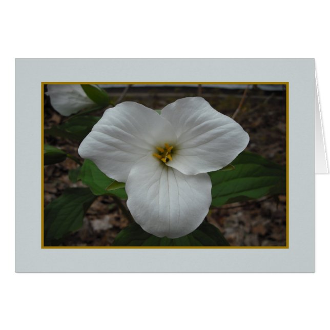 Trillium Beauty - Blank Inside Cards (Front Horizontal)