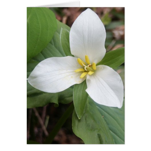 Trillium Blossom Cards (Front)