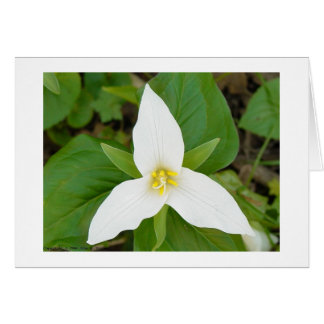 Trillium Cards