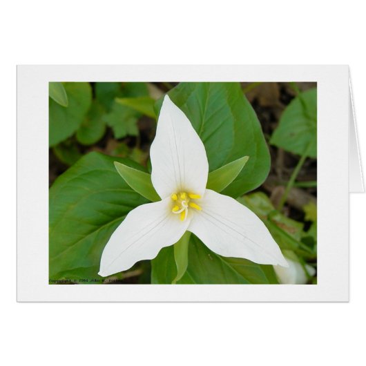 Trillium Cards (Front Horizontal)