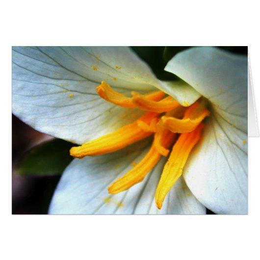 Trillium Cards (Front Horizontal)