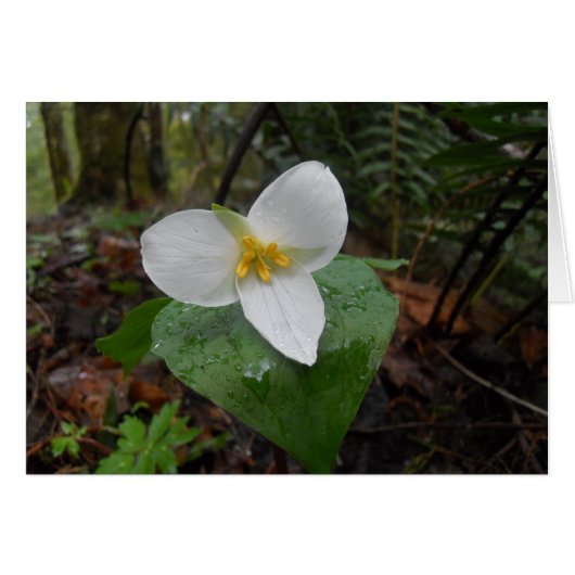 Trillium Cards (Front Horizontal)