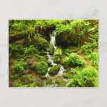 Trillium Falls at Redwood National Park Postcard