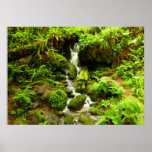 Trillium Falls at Redwood National Park Poster