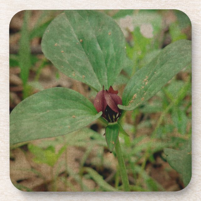 Trillium Flower Beverage Coaster (Front)