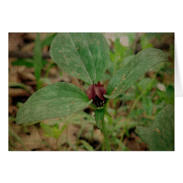 Trillium Flower Cards (Front Horizontal)