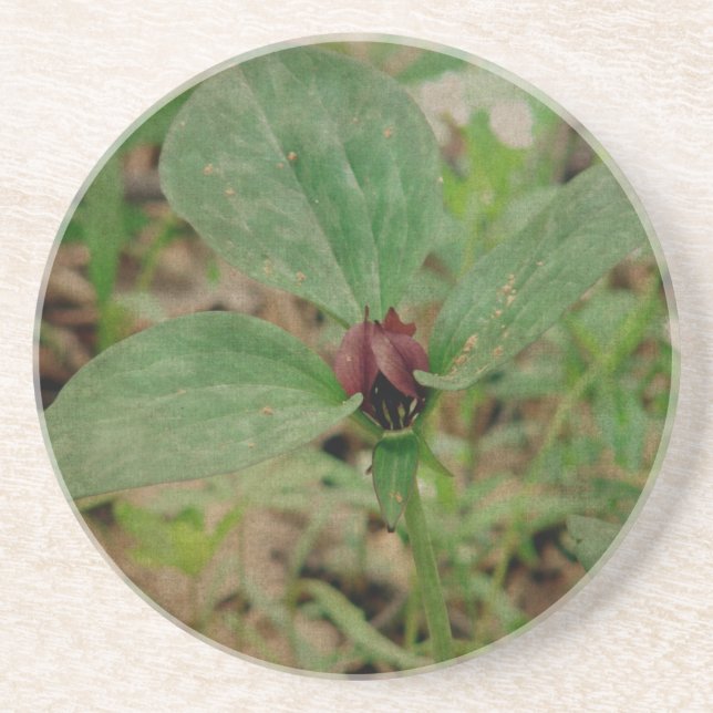 Trillium Flower Sandstone Coaster (Front)
