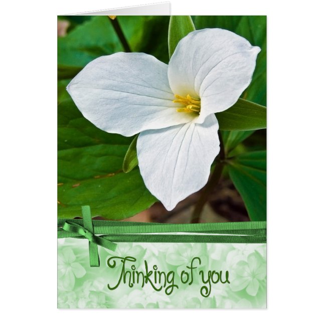 Trillium Flower with Green Ribbon Cards (Front)