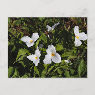 Trillium grandiflorum, Michigan's Upper Peninsula Postcard