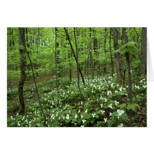 Trillium Heaven blank inside Cards (Front Horizontal)