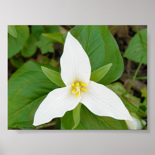 Trillium Poster (Front)