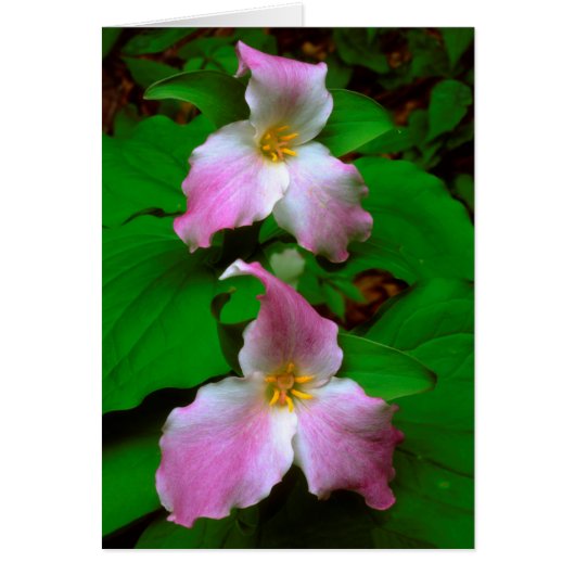 Trillium Wildflower Cards (Front)