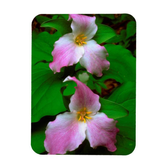 Trillium Wildflower Magnet (Vertical)