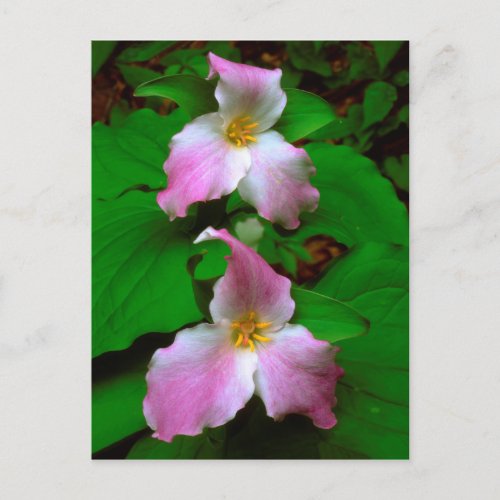 Trillium Wildflower Postcard