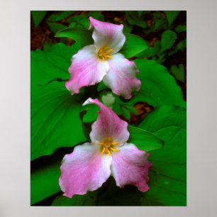 Trillium Wildflower Poster