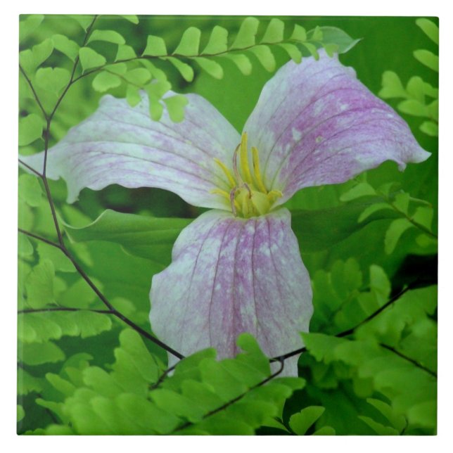 TRILLLIUM AND FERNS CERAMIC TILE/TRIVET CERAMIC TILE (Front)
