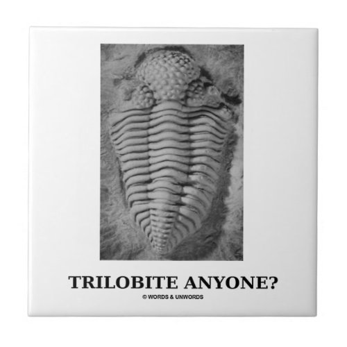 Trilobite Anyone Fossilized Trilobite Tile