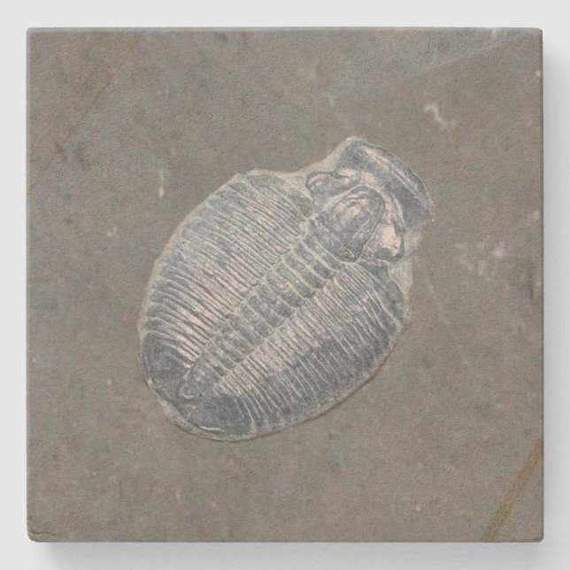 Trilobite Fossil Stone Coaster (Front)