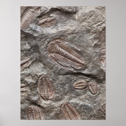 Trilobite Fossil TRILOBITES FOSSILS Poster