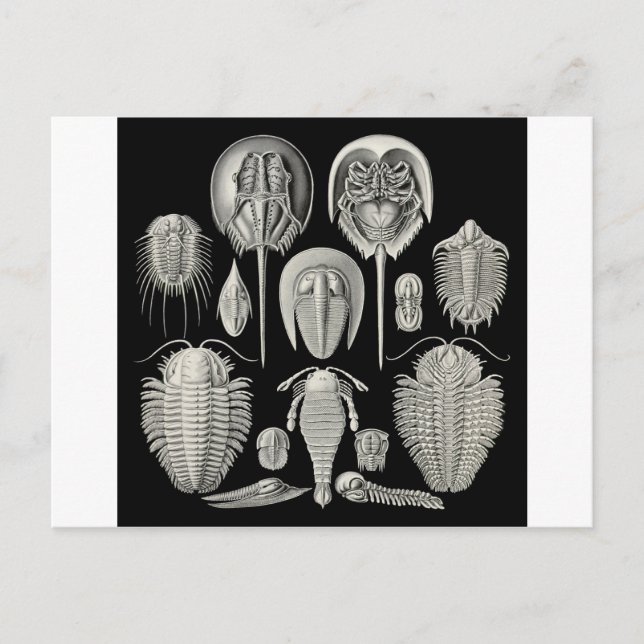 Trilobite! Postcard (Front)