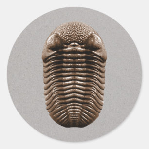Trilobite Sticker