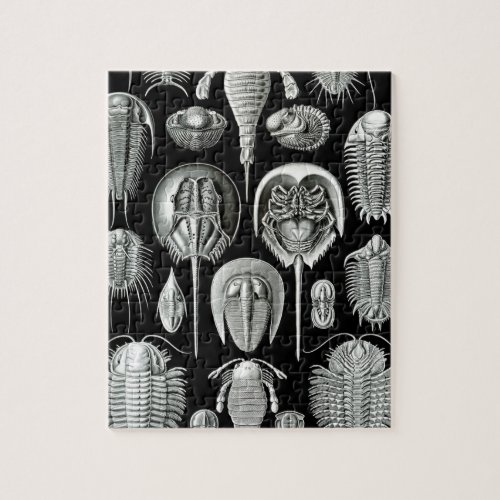 Trilobites and Fossils in Black and White Jigsaw Puzzle
