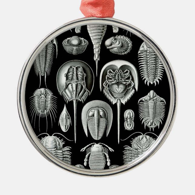 Trilobites and Fossils in Black and White Metal Ornament (Front)