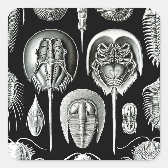 Trilobites and Fossils in Black and White Square Sticker (Front)