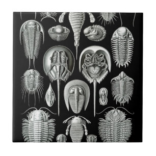 Trilobites and Fossils in Black and White Tile